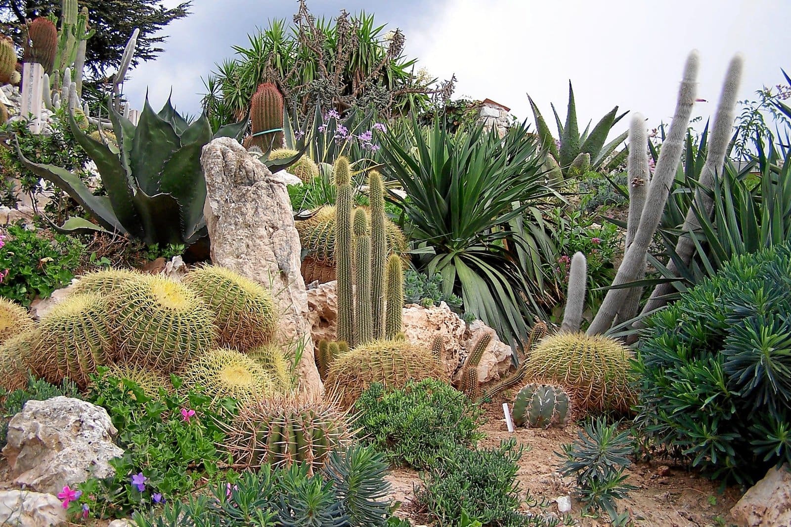 Cacti garden Monaco